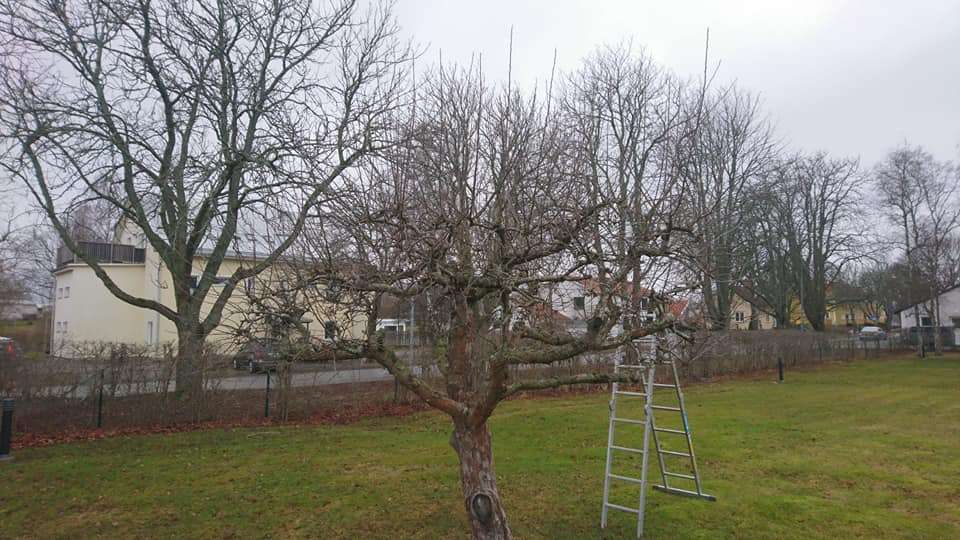 Häck trimning brf Sundbyberg