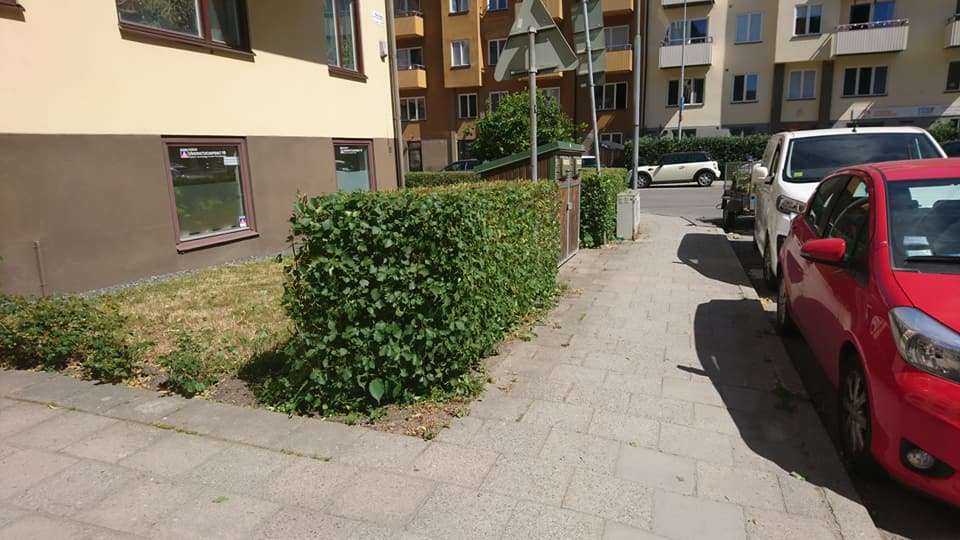 Häck trimning brf Sundbyberg